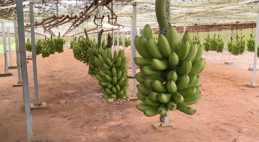 BANANA.png