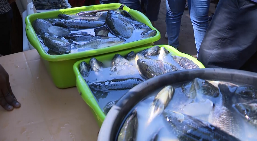 PEIXEE.png