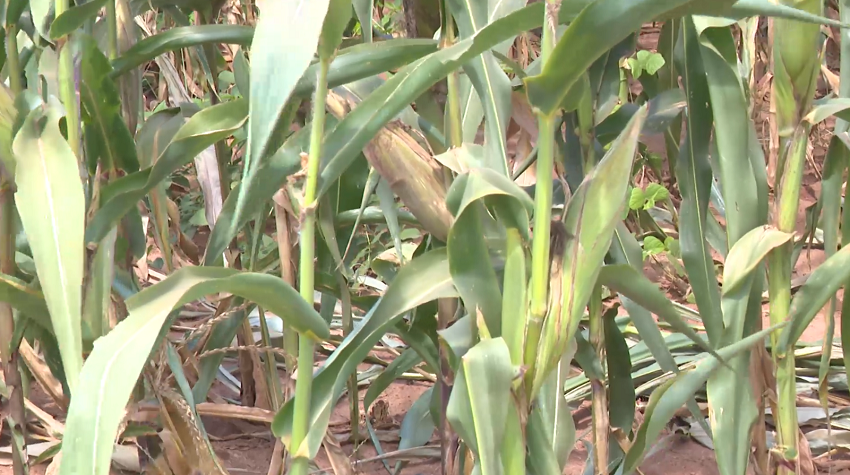 agricultura.png