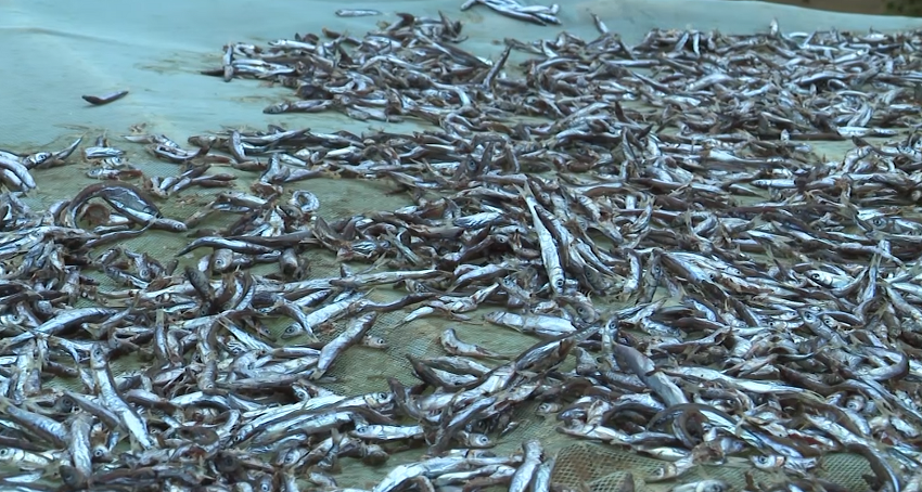 artes_pescas.png