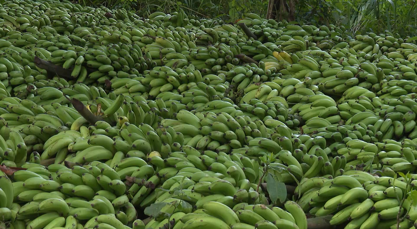 banana_gorongosa.png