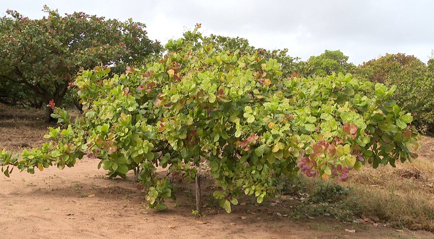 cajueiros.jpg