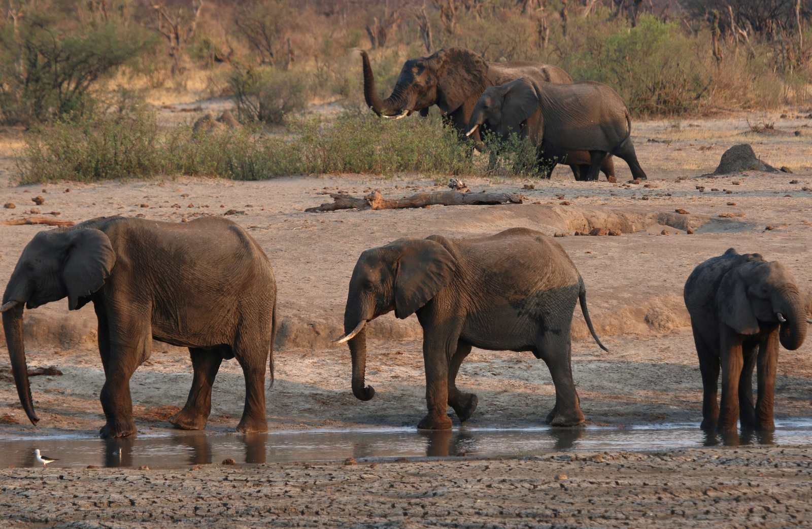 elefante-Caca-Furtiva.jpg