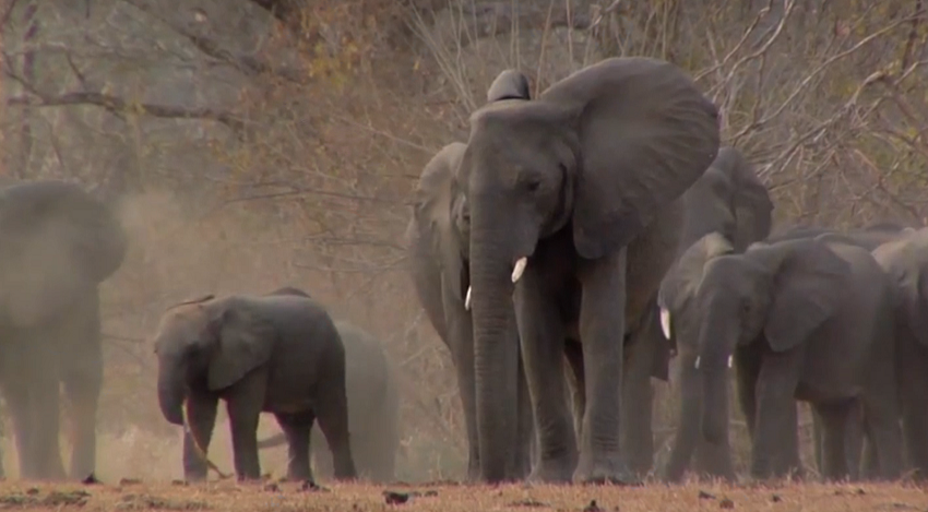 elefante.png
