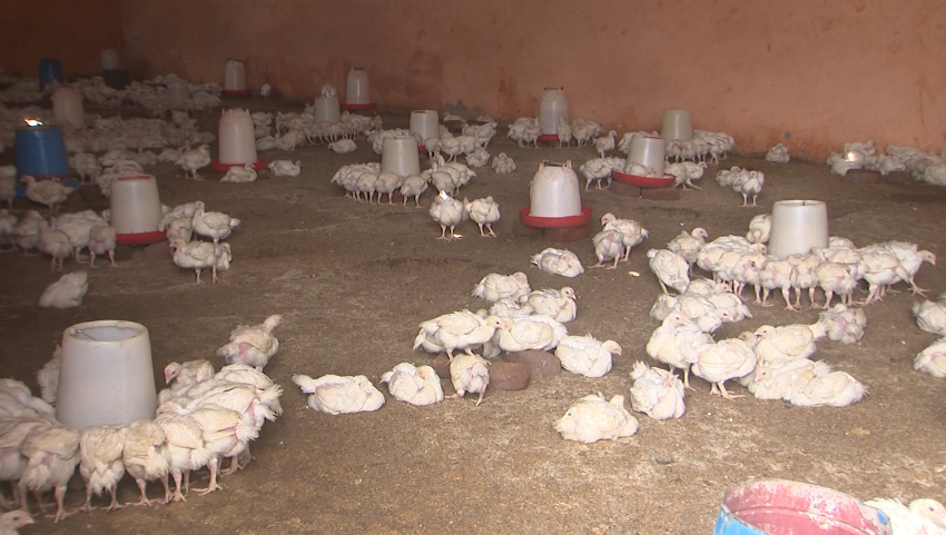 frangooo.png