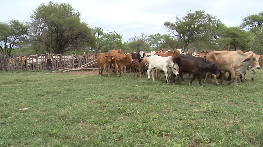 pecuaria.png