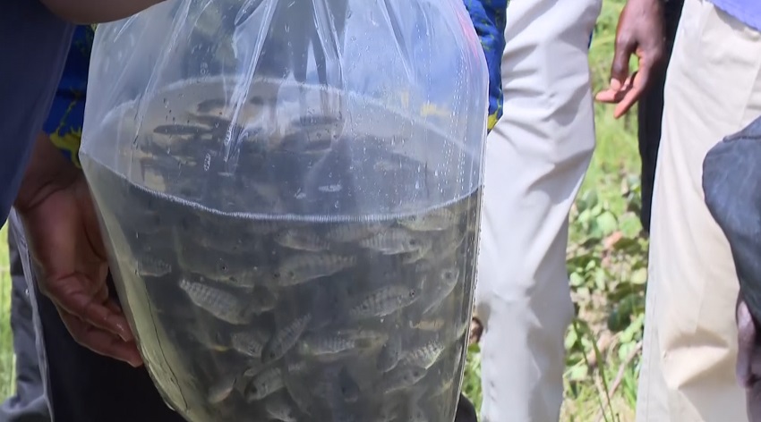 peixe_manica.jpg