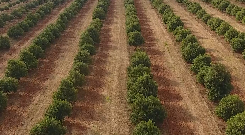 producao_global_niassa.png